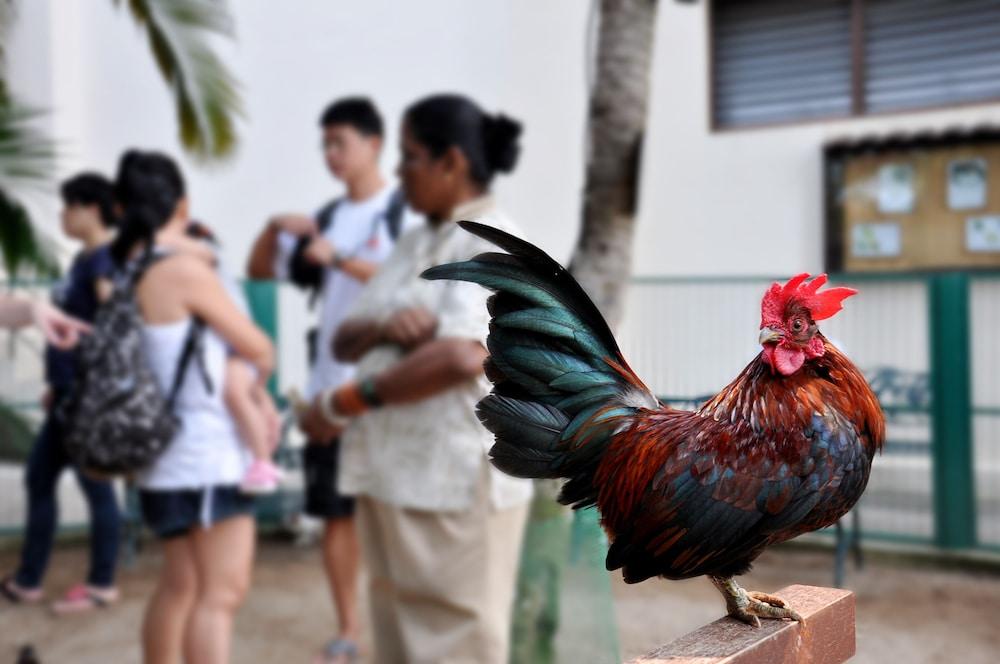 Avillion Port Dickson Hotel Bagian luar foto A rooster in the streets of San Juan, Puerto Rico