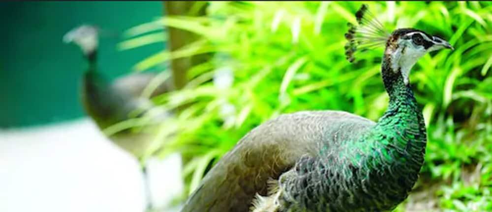 Avillion Port Dickson Hotel Bagian luar foto The green-winged macaw's wing feathers are a distinctive green color.